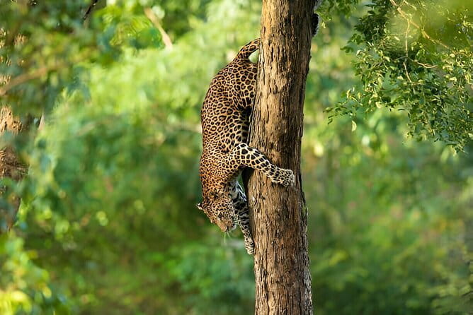 Wilpattu Half Day Safari From Anuradhapura - Inside Wilpattu National Park: where leopards can actually be seen