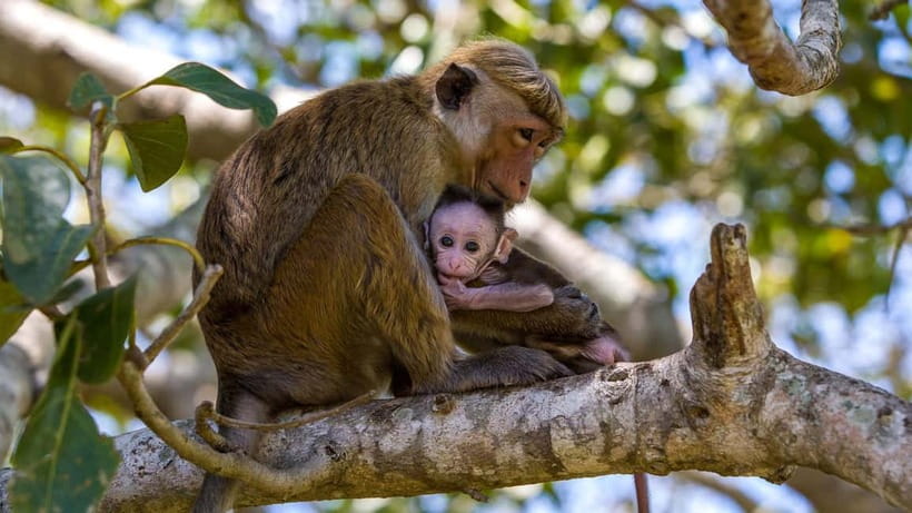 Wilpattu: Jeep Safari Day Tour From Sigiriya or Dambulla - Key things to know before you go