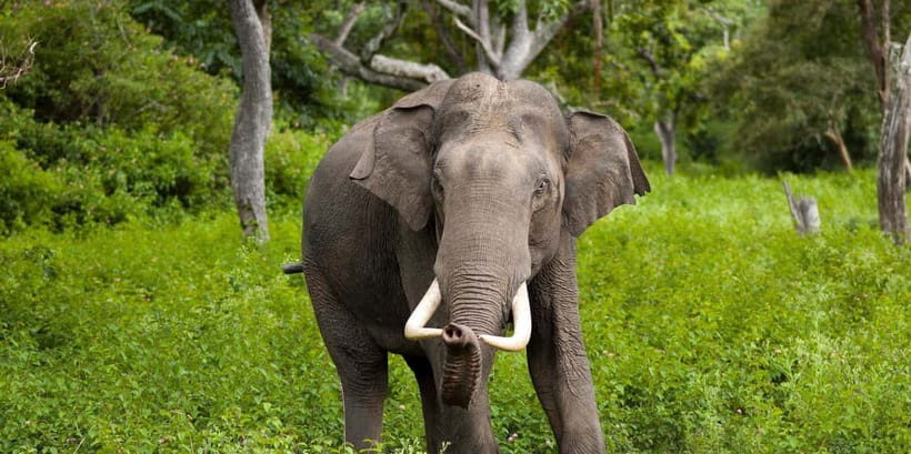 Wilpattu: Jeep Safari Day Tour From Sigiriya or Dambulla - The 4-hour wildlife viewing in Wilpattu: What your jeep time is really for