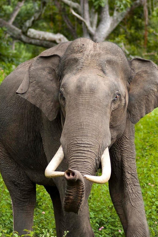 Wilpattu: Jeep Safari Day Tour From Sigiriya or Dambulla - Villus stops and forest corridors: How the safari pacing feels in practice