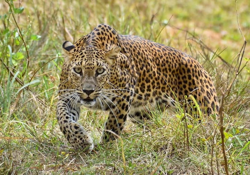 Wilpattu: Jeep Safari Day Tour From Sigiriya or Dambulla - Roads and timing: The two things that can affect your mood