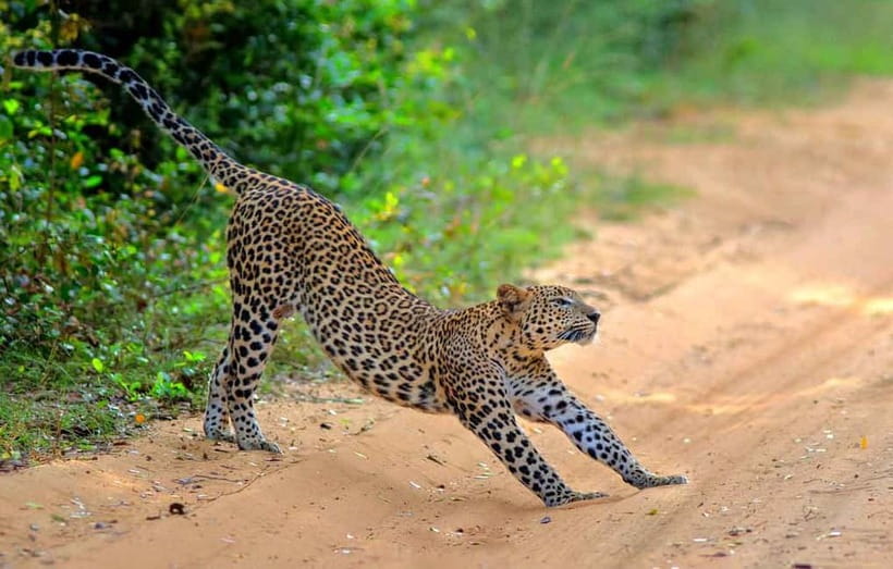 Wilpattu: Jeep Safari Day Tour From Sigiriya or Dambulla - From Sigiriya or Dambulla: How the day starts (and why early matters)