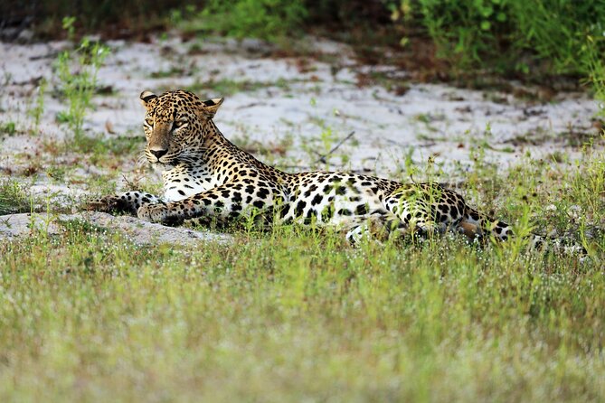 Wilpattu National Park 4-Hours Safari | with Naturalist - Key points to know before you go