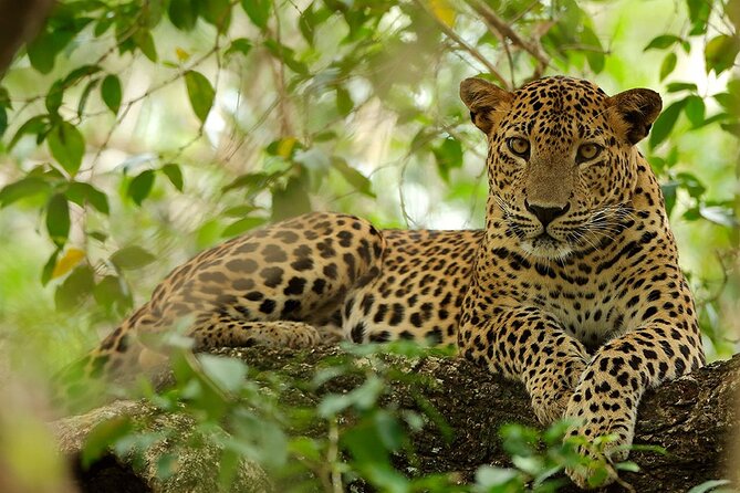 Wilpattu National Park 4-Hours Safari | with Naturalist - Wilpattu’s Willus lakes: why this park is built for animal spotting