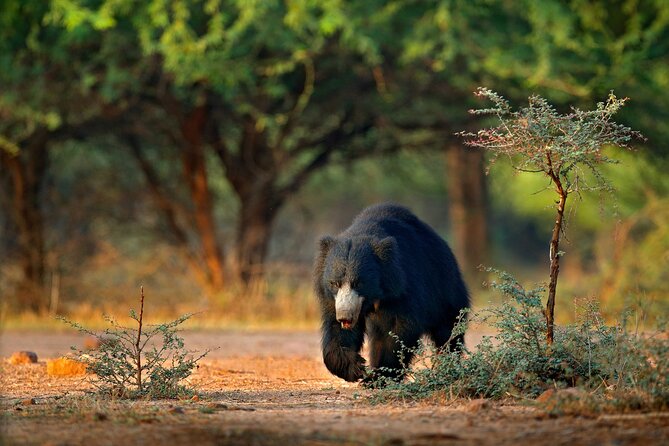 Wilpattu National Park 4-Hours Safari | with Naturalist - Who this Wilpattu safari suits best