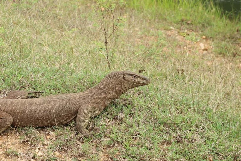 Wilpattu National park - Full day Safari (06:00am - 18:00pm) - Kudiramale Point, Pomparippu, and the stops that matter for sightings