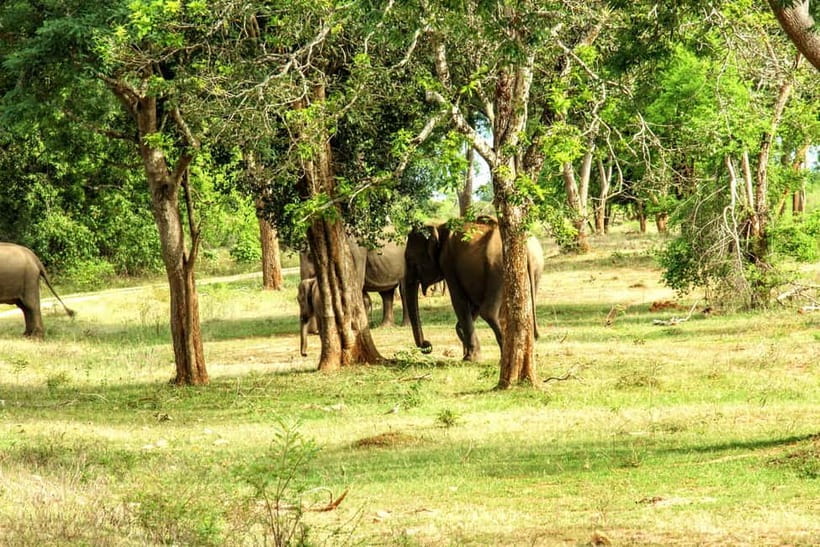 Wilpattu National park - Full day Safari (06:00am - 18:00pm) - Guides and drivers: why names matter for your experience