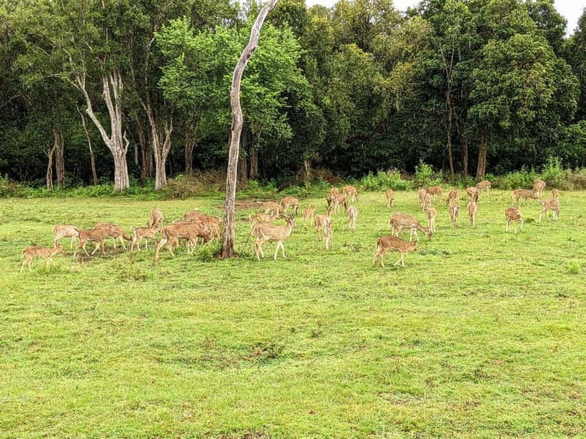 Wilpattu National park - Full day Safari (06:00am - 18:00pm) - Photography and binocular tips for sharper safari shots