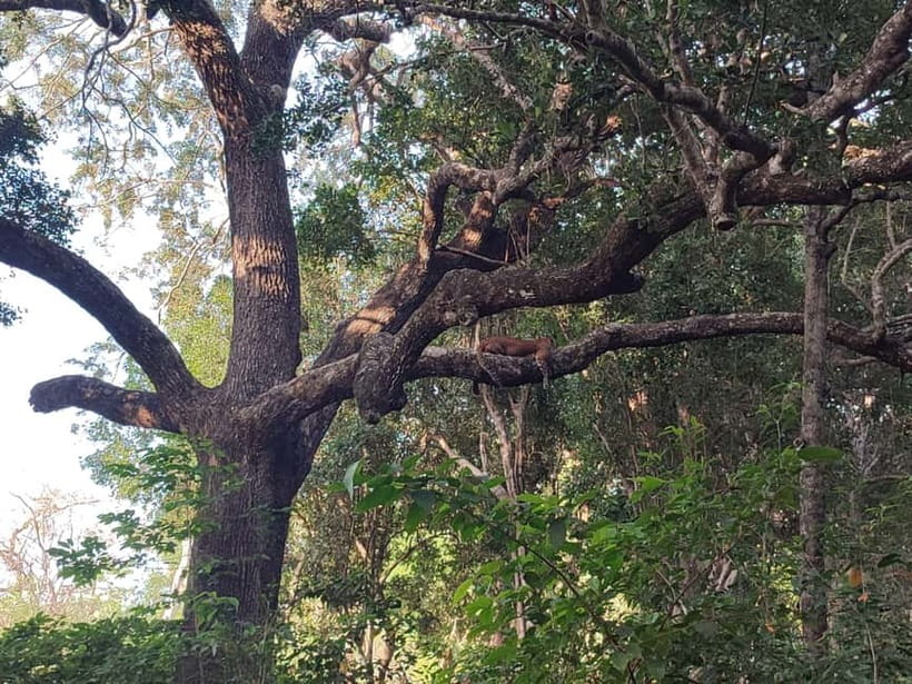 Wilpattu National park : Full day Safari (06:00am - 18:00pm) - The 6am to 6pm timing: using the long day wisely