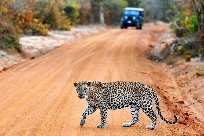 Wilpattu National Park Jeep Safari from Negombo / Waikkal (All Inclusive) - Wilpattu Jeep Safari From Negombo, What You Are Paying For