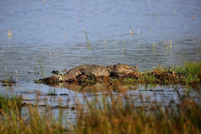 Wilpattu National Park Jeep Safari from Negombo / Waikkal (All Inclusive) - The Early 4:00 AM Pickup and Why the Morning Matters