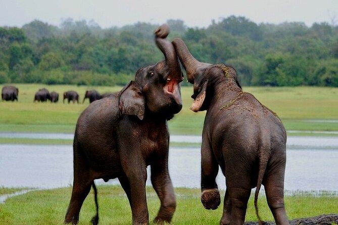 Wilpattu National Park Jeep Safari from Negombo / Waikkal (All Inclusive) - Food, Water, and the Reality of a Bumpy Off-Road Day