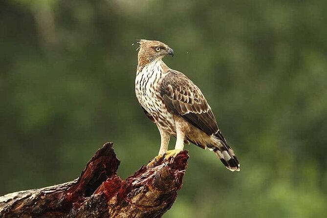 Wilpattu National Park Jeep Safari from Negombo / Waikkal (All Inclusive) - FAQ