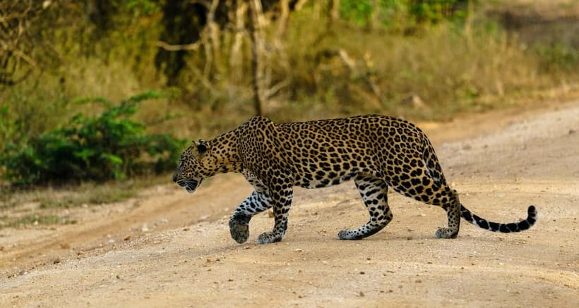 Wilpattu National park: Morning or Afternoon PRIVATE Safari - Leopards, sloth bears, elephants, deer, and birds: what to watch for