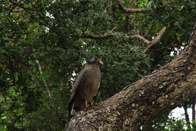 Wilpattu National park: Morning or Afternoon PRIVATE Safari - The itinerary rhythm: what happens during the 4 hours