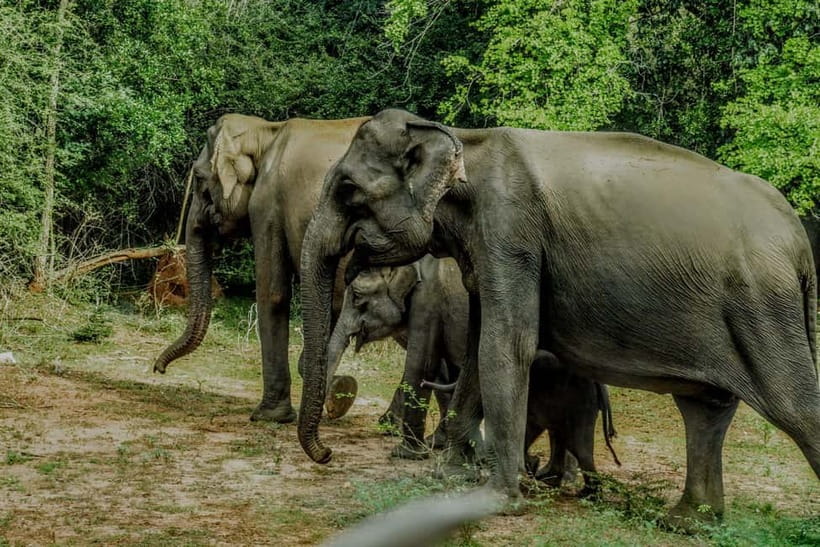 Wilpattu National park: Morning or Afternoon PRIVATE Safari - Price and logistics: deciding if $32 is smart value