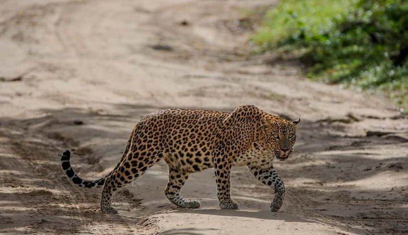 Wilpattu National park: Morning or Afternoon PRIVATE Safari - Hunuwilagama meet-up and how the timing shapes sightings