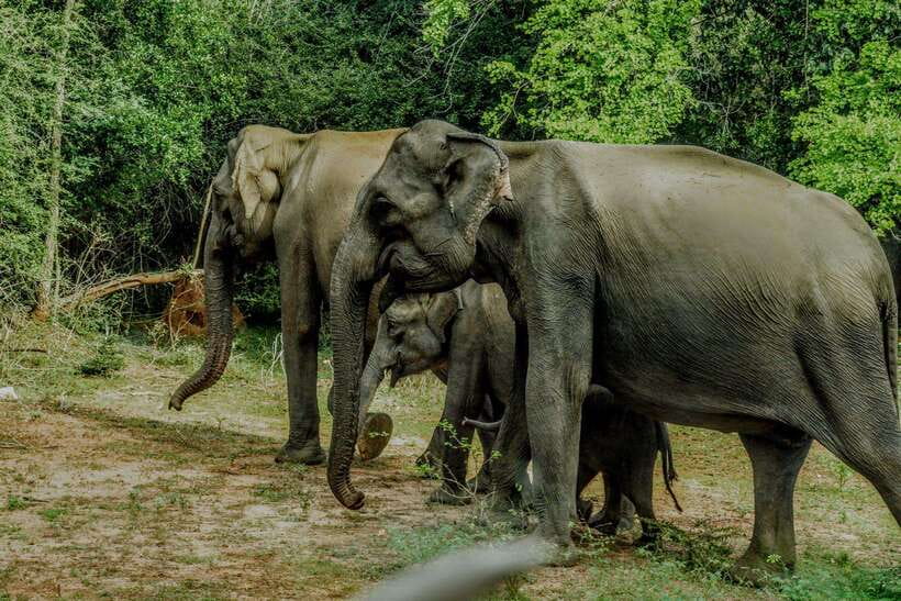 Wilpattu National Park: Morning or Afternoon Safari - Photo-Friendly Safari Time: How to Get Better Wildlife Images
