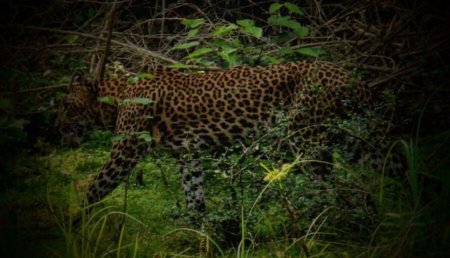 Wilpattu National Park: Morning or Afternoon Safari - Restrictions and Who This Safari Fits Best