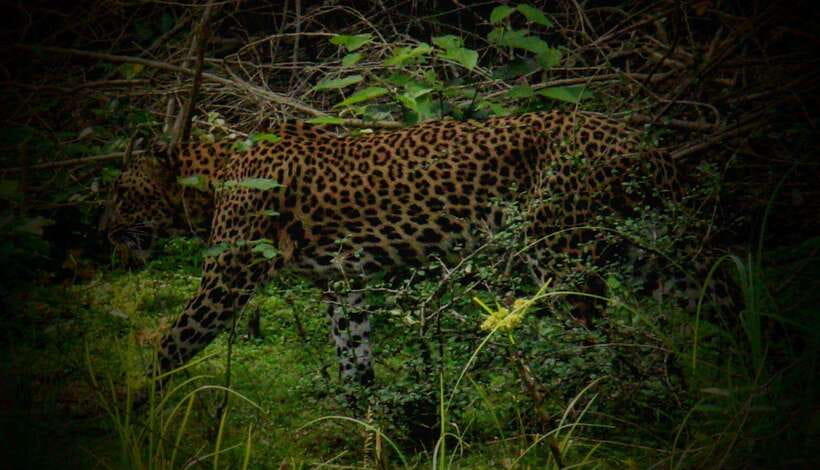 Wilpattu National Park: Morning or Afternoon Safari - Should You Book the Wilpattu Morning or Afternoon Safari?
