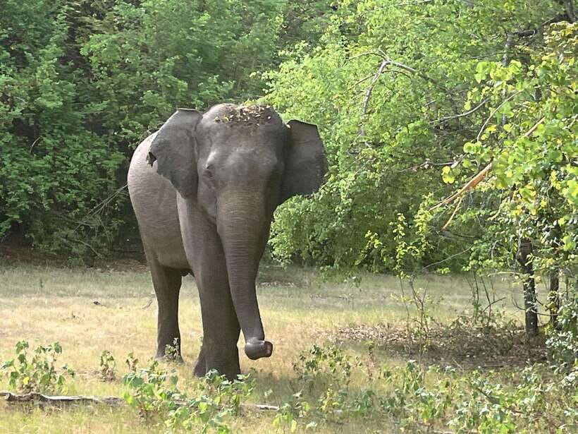 Wilpattu National Park: Private Safari - Key things to know before you go
