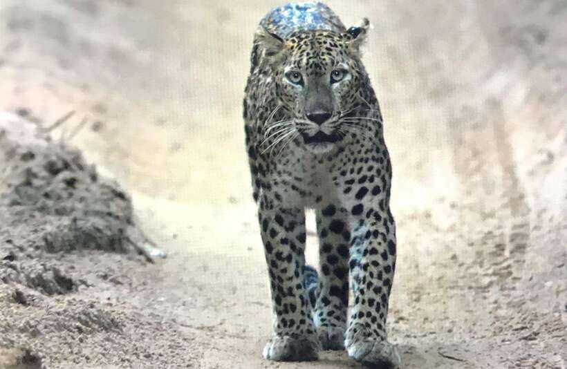 Wilpattu National Park: Private Safari - Price and value: $35 for a private safari mindset