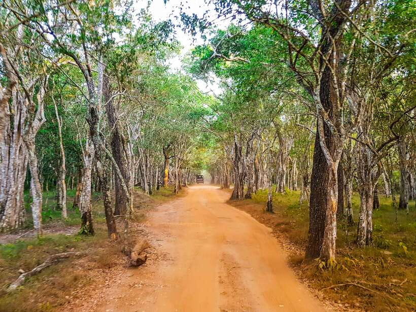 Wilpattu National Park: Private Safari - Transport comfort, driver style, and your viewing chances