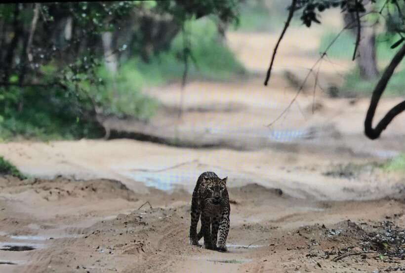 Wilpattu National Park: Private Safari - Should you book Wilpattu National Park: Private Safari?