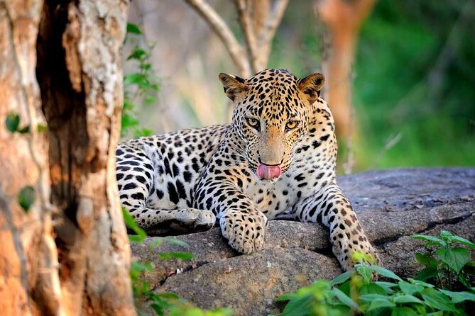 Wilpattu National Park Safari | Jeep with Tickets - Wilpattu’s Willus and why this park feels different