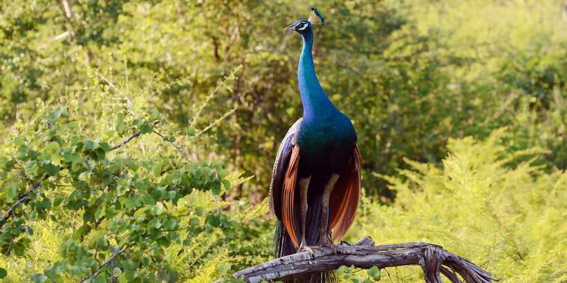 Wilpattu National Park Safari Tour from Colombo - Key things to know before you go