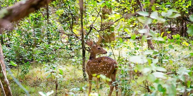 Wilpattu National Park Safari Tour from Colombo - Guides and Drivers You’ll Actually Feel On the Day