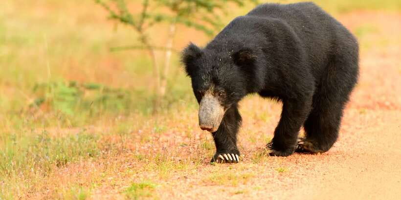 Wilpattu National Park Safari Tour from Colombo - Price and Value: What $105 Covers, and What You Must Budget For