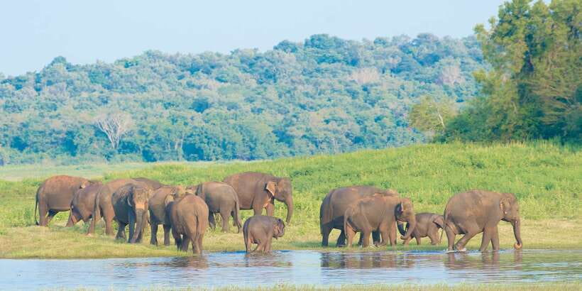 Wilpattu National Park Safari Tour from Kandy - Key highlights at a glance