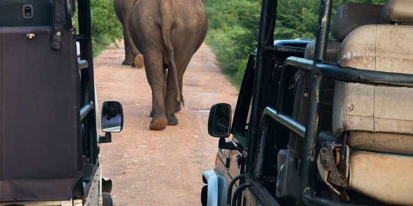 Wilpattu National Park Safari Tour from Kandy - Why Wilpattu, not just another safari from Kandy