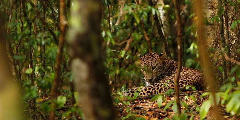 Wilpattu National Park Safari Tour from Kandy - What animals and birds to watch for during your four-hour safari