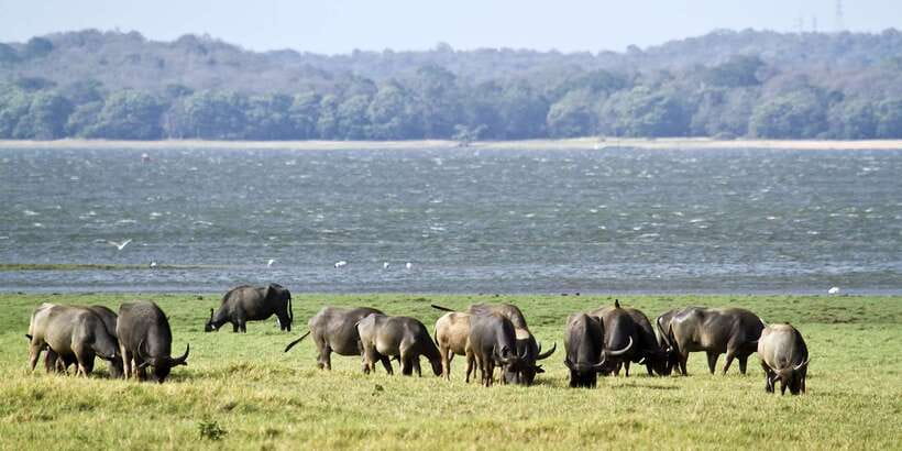 Wilpattu National Park Safari Tour from Kandy - Price and value: what $105 gets you, and what to budget for