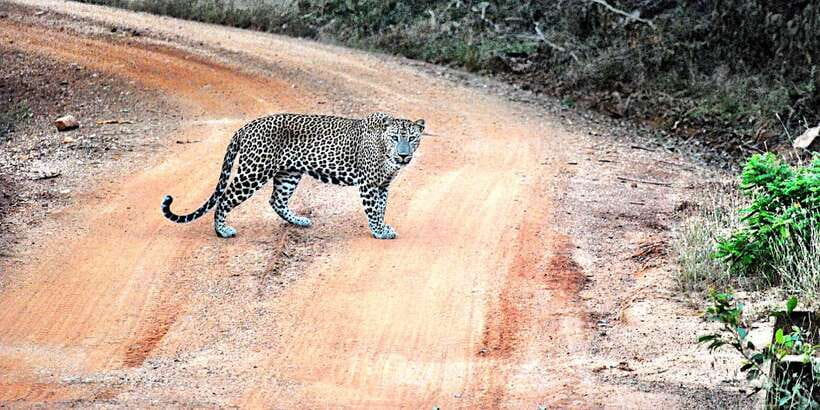 Wilpattu National Park Safari Tour from Kandy - What to bring (and skip) for a smoother safari day