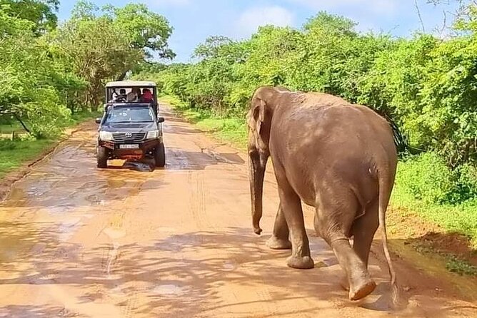 Wilpattu National Park Safari with Pigeon Island Tours - Key things I’d note before you go