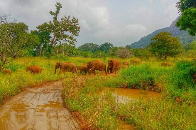 Wilpattu National Park Safari with Pigeon Island Tours - Entering Wilpattu National Park, the right way
