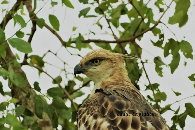 Wilpattu National Park Safari with Pigeon Island Tours - Wildlife odds in Wilpattu, and what to look for from a 4x4