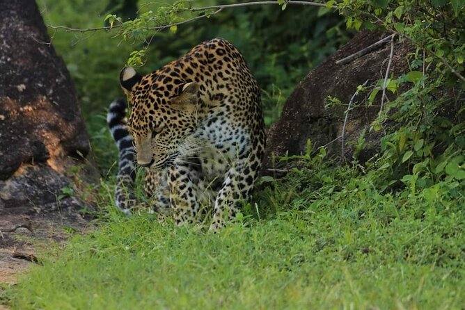 Wilpattu National Park Safari with Pigeon Island Tours - Stop inside the park: what your guide can help you spot
