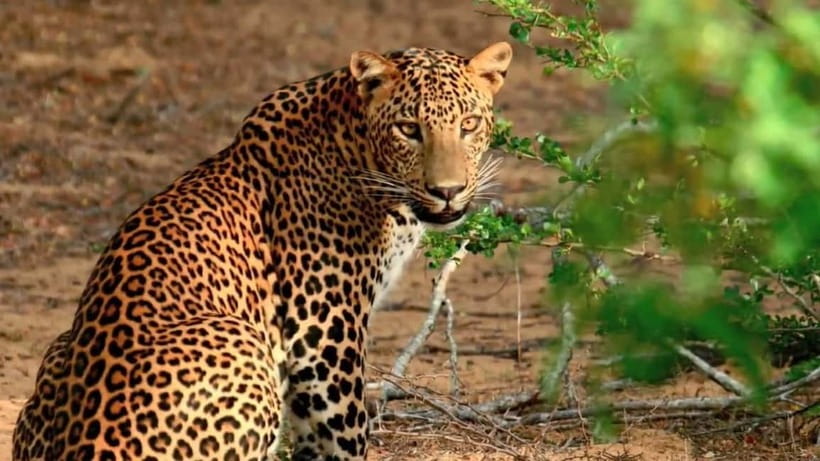 Wilpattu: Private Safari Day Trip with Lunch & Entry Fees - Pickup windows and the reality of an 8 to 12 hour day