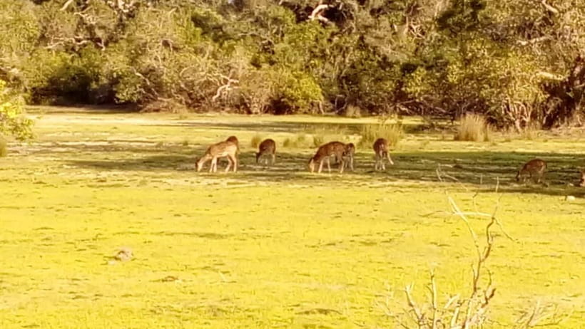 Wilpattu: Private Safari Day Trip with Lunch & Entry Fees - Lunch timing in Wilpattu, and the smart way to handle drinks