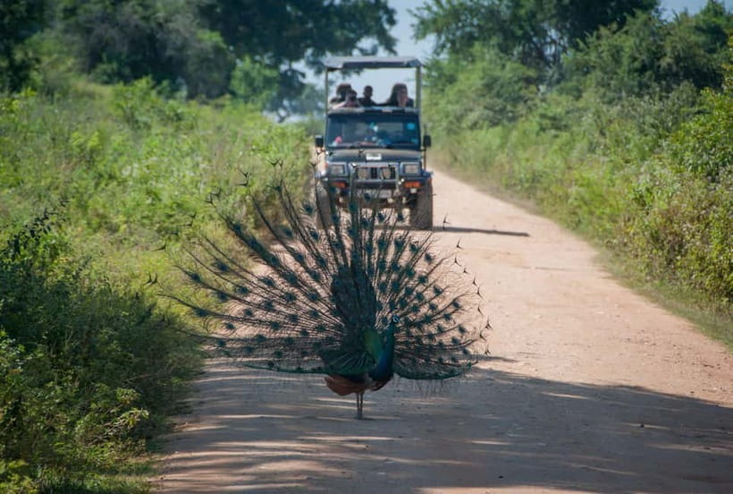 Wilpattu: Private Safari Day Trip with Lunch & Entry Fees - Rules you’ll follow in Wilpattu, and who should reconsider