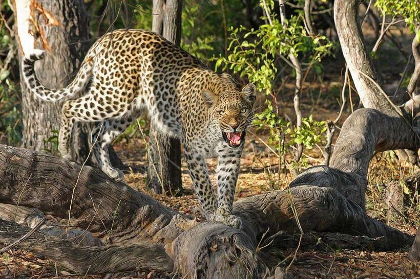 Yala: All Inclusive Overnight Glamping and Safari - Price and Value: Is $349 Per Person Worth It?