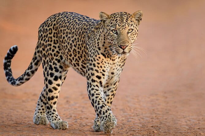Yala and Udawalawa Safari Tour From Hambantota port - Key Points That Matter Before You Go
