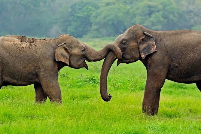 Yala and Udawalawa Safari Tour From Hambantota port - The 12:00 to 2:00 Closure Twist You Must Know