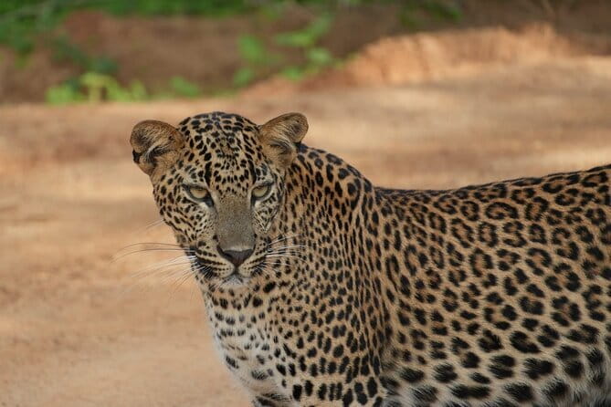 Yala and Udawalawa Safari Tour From Hambantota port - Price and Value, What $47 Really Buys