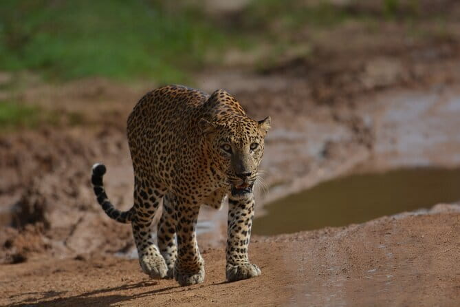 Yala Best Extended Half Day Safari By Ceylon Leopard Safari - Key Things to Know Before You Go