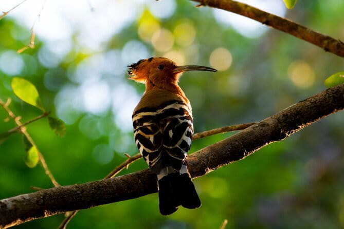 Yala Best Extended Half Day Safari By Ceylon Leopard Safari - Included Extras That Improve the Safari Day